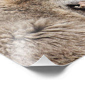Timber Wolf isst sein Essen Fotodruck (Ecke)