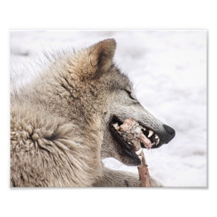Timber Wolf isst sein Essen Fotodruck