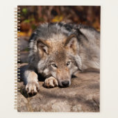 Timber Wolf Planer (Vorderseite)