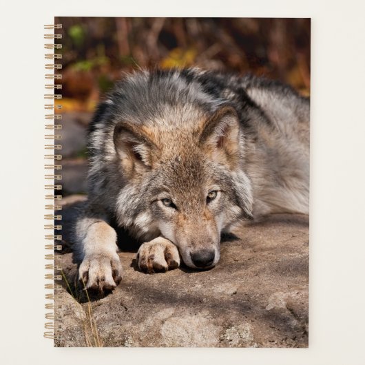 Timber Wolf Planer (Vorderseite)