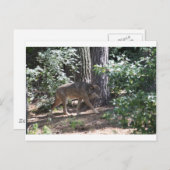 Timber Wolf Postkarte (Vorne/Hinten)