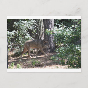 Timber Wolf Postkarte