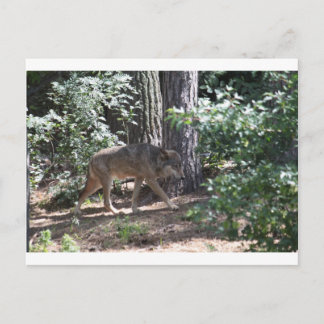 Timber Wolf Postkarte