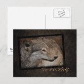 Timber Wolf Postkarte (Vorne/Hinten)