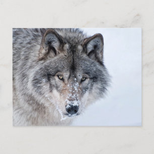 Timber Wolf Postkarte