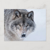 Timber Wolf Postkarte (Vorderseite)