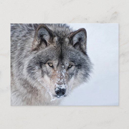Timber Wolf Postkarte (Vorderseite)