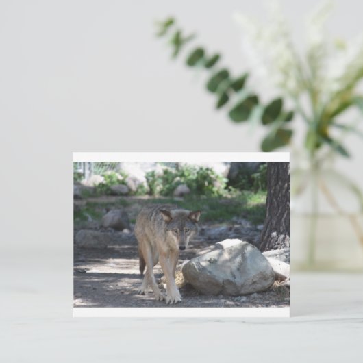 Timber Wolf Postkarte (Stehend Vorderseite)