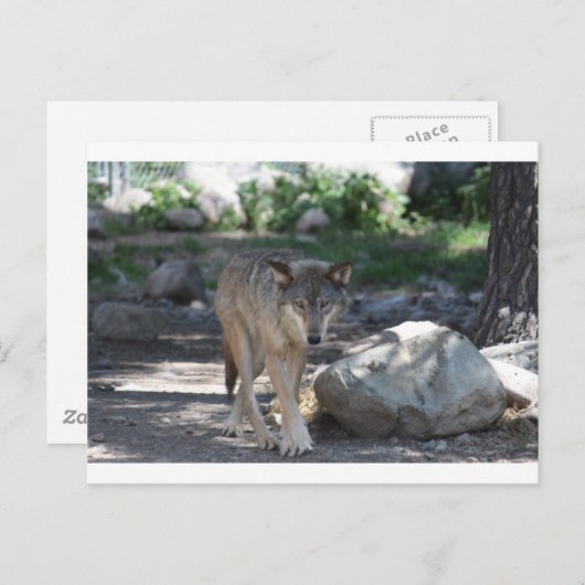 Timber Wolf Postkarte (Vorne/Hinten)