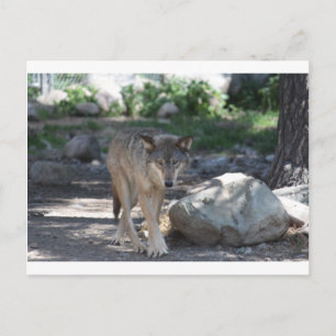 Timber Wolf Postkarte
