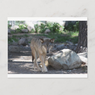 Timber Wolf Postkarte