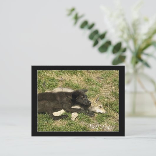 Timber Wolf Welpen Wildtiere Postkarten (Stehend Vorderseite)