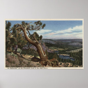 Timberline auf dem MammutWappen Poster