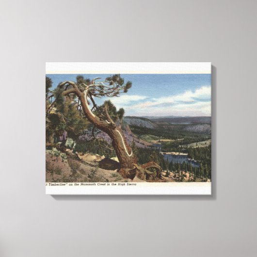 Timberline im Mammoth-Wappen Leinwanddruck (Vorderseite)
