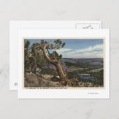 Timberline im Mammoth-Wappen Postkarte (Vorne/Hinten)