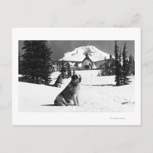Timberline Lodge und "Lady" die Besitzerin Postkarte (Vorderseite)