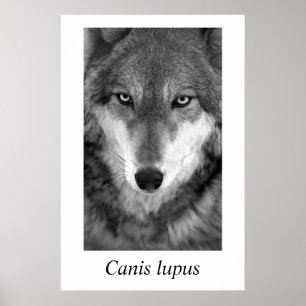 Timberwolf#1 Canis Lupus Poster