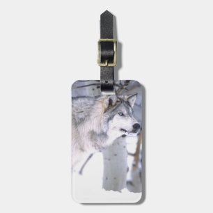 Timberwolf, Canis lupus, Film Tier Utah) Gepäckanhänger