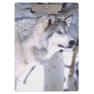 Timberwolf, Canis lupus, Film Tier Utah) Klemmbrett