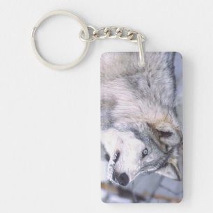Timberwolf, Canis lupus, Film Tier Utah) Schlüsselanhänger