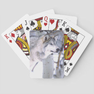 Timberwolf, Canis lupus, Film Tier Utah) Spielkarten