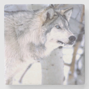 Timberwolf, Canis lupus, Film Tier Utah) Steinuntersetzer