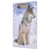 Timberwolf, der im Schnee sitzt, Canis Lupus, Klemmbrett (Links)