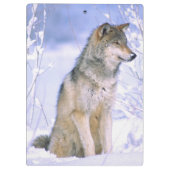Timberwolf, der im Schnee sitzt, Canis Lupus, Klemmbrett (Rückseite)