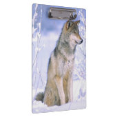 Timberwolf, der im Schnee sitzt, Canis Lupus, Klemmbrett (Rechts)