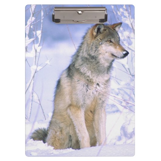 Timberwolf, der im Schnee sitzt, Canis Lupus, Klemmbrett (Vorderseite)