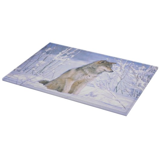 Timberwolf, der im Schnee sitzt, Canis Lupus, Schneidebrett (Ecke)