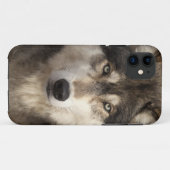 Timberwolf durch Jim Zuckerman Case-Mate iPhone Hülle (Rückseite (Horizontal))