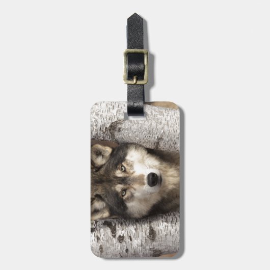 Timberwolf durch Jim Zuckerman Gepäckanhänger (Vorderseite vertikal)