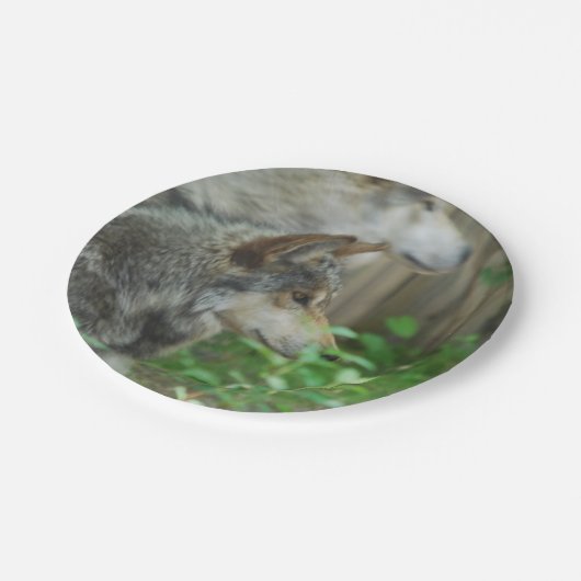 Timberwolf Pappteller (Schrägansicht)