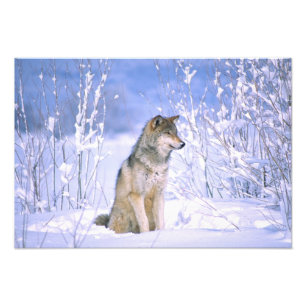 Timberwolf sitzt im Schnee, Canis lupus, Fotodruck