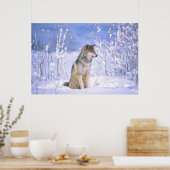 Timberwolf sitzt im Schnee, Canis lupus, Poster (Küche)