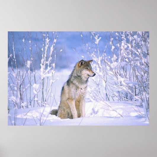 Timberwolf sitzt im Schnee, Canis lupus, Poster (Vorne)