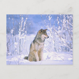 Timberwolf sitzt im Schnee, Canis lupus, Postkarte