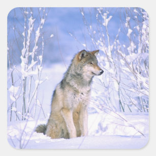 Timberwolf sitzt im Schnee, Canis lupus, Quadratischer Aufkleber