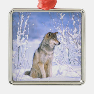 Timberwolf sitzt im Schnee, Canis lupus, Silbernes Ornament