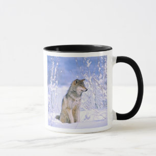 Timberwolf sitzt im Schnee, Canis lupus, Tasse
