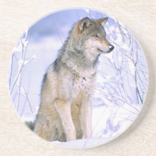 Timberwolf sitzt im Schnee, Canis lupus, Untersetzer (Vorne)