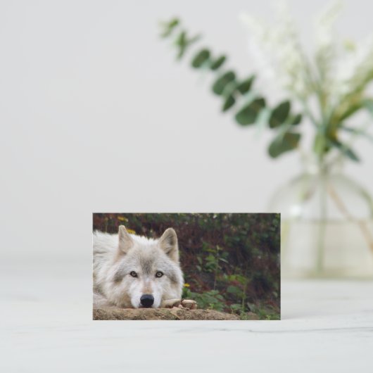 Timberwolf-Starren Visitenkarte (Stehend Vorderseite)