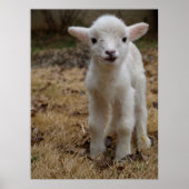 Timmy the Lamb Poster (Vorne)
