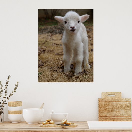 Timmy the Lamb Poster (Küche)
