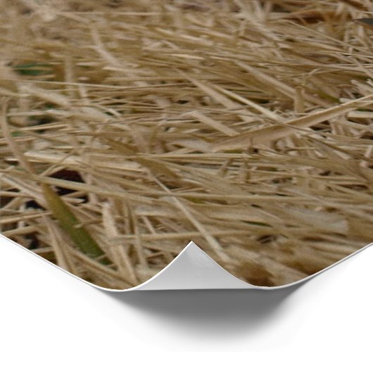 Timmy the Lamb Poster (Ecke)