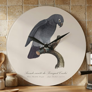 Timneh-Graupapagei, Psittacus Timneh Große Wanduhr