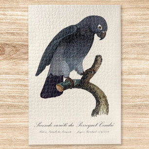 Timneh-Graupapagei, Psittacus Timneh Puzzle