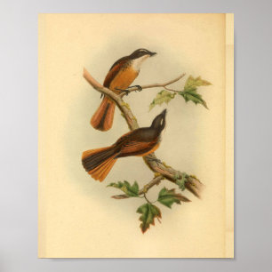 Timor Laut Fantail Schnäpper Vogel Vintage Druck Poster