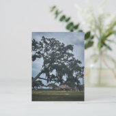 Timucua-Dorf & Uralteiche Postkarte (Stehend Vorderseite)